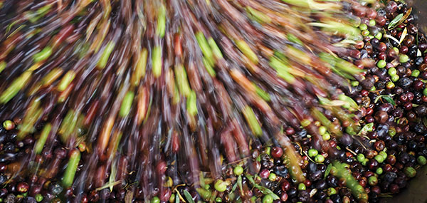 olive raccolte azienda i lecci