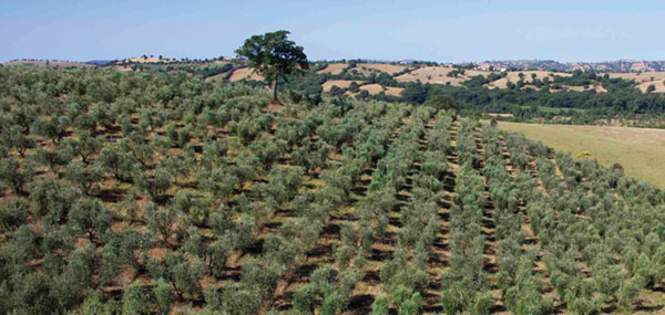 oliveto azienda i lecci